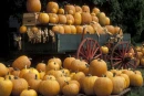 Pumpkins
