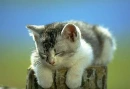 Cute cat