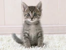 Kitten cute