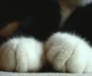 Paws