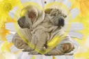 sunny dog