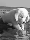 puppy black and white