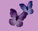 buterfly