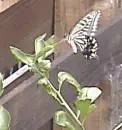 mariposas en mi jardin2