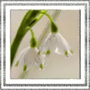 Snowflowers