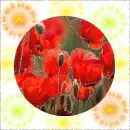 Red Flower