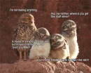 haha Owls
