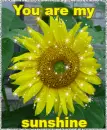 you are my sunshine