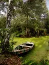 swamp