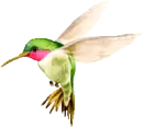 hummingbird