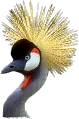 crowned crane