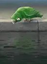 green parrot reflection