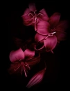 heart ans soul