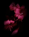 midnight spring flowers