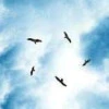 Maximum Ride