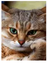 Eye cat