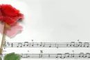 Red rose music
