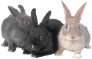 three rabbits