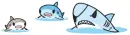 sharks