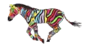 colorful zebra