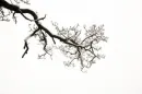branch