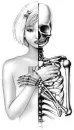 half human