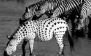 zebra