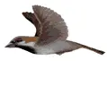 flying sparrow