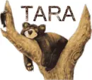Tara sleepy bear