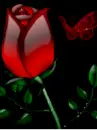 red rose