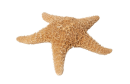 starfish