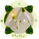 Hello Light Flowers