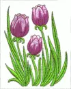 Tulip