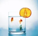 two fish in a cup