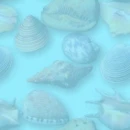 seashell wallpaper