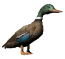 duck