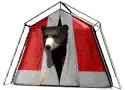 bear in the tent