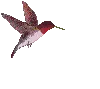 hummingbird