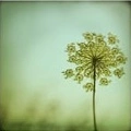 A tree