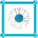 blue daisy