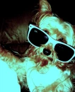 designer dog