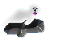Cute little baby Seal