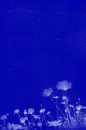 Blue Flowers