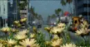Flowers in the city