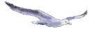 seagull