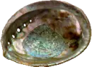 abalone seashell