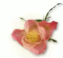 Rose in Sparkly