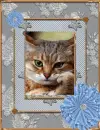 frame in cat