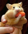 Hungry Hampster