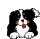 Bernese Mountain Dog